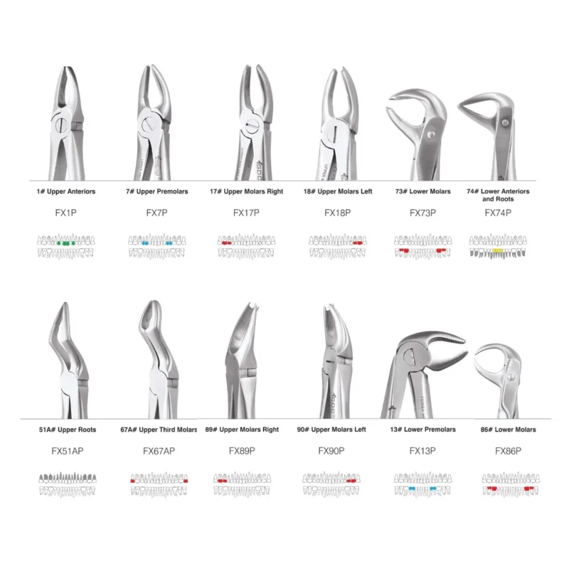 GDC Extraction Forceps S/12 With Cassette Instruments Kit (EFPWC12) - Image 2